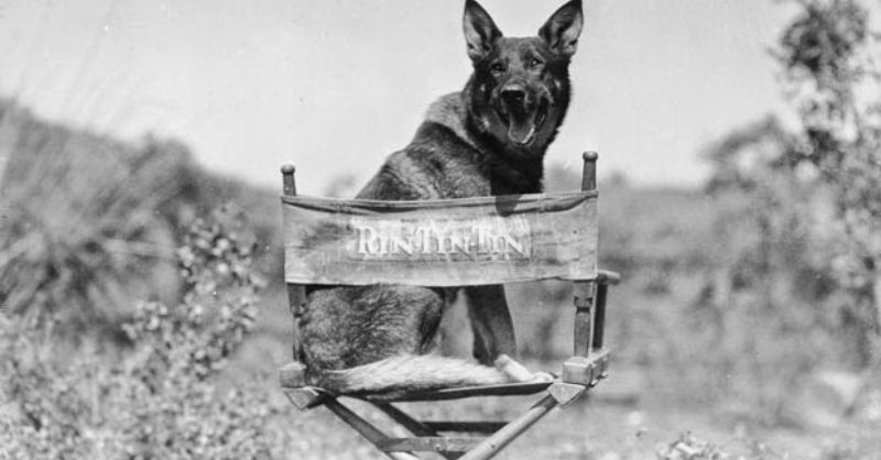 Rin Tin Tin ajudou salvou o estúdio de cinema Warner Bros. da falência. Foto: Reprodução/Internet.