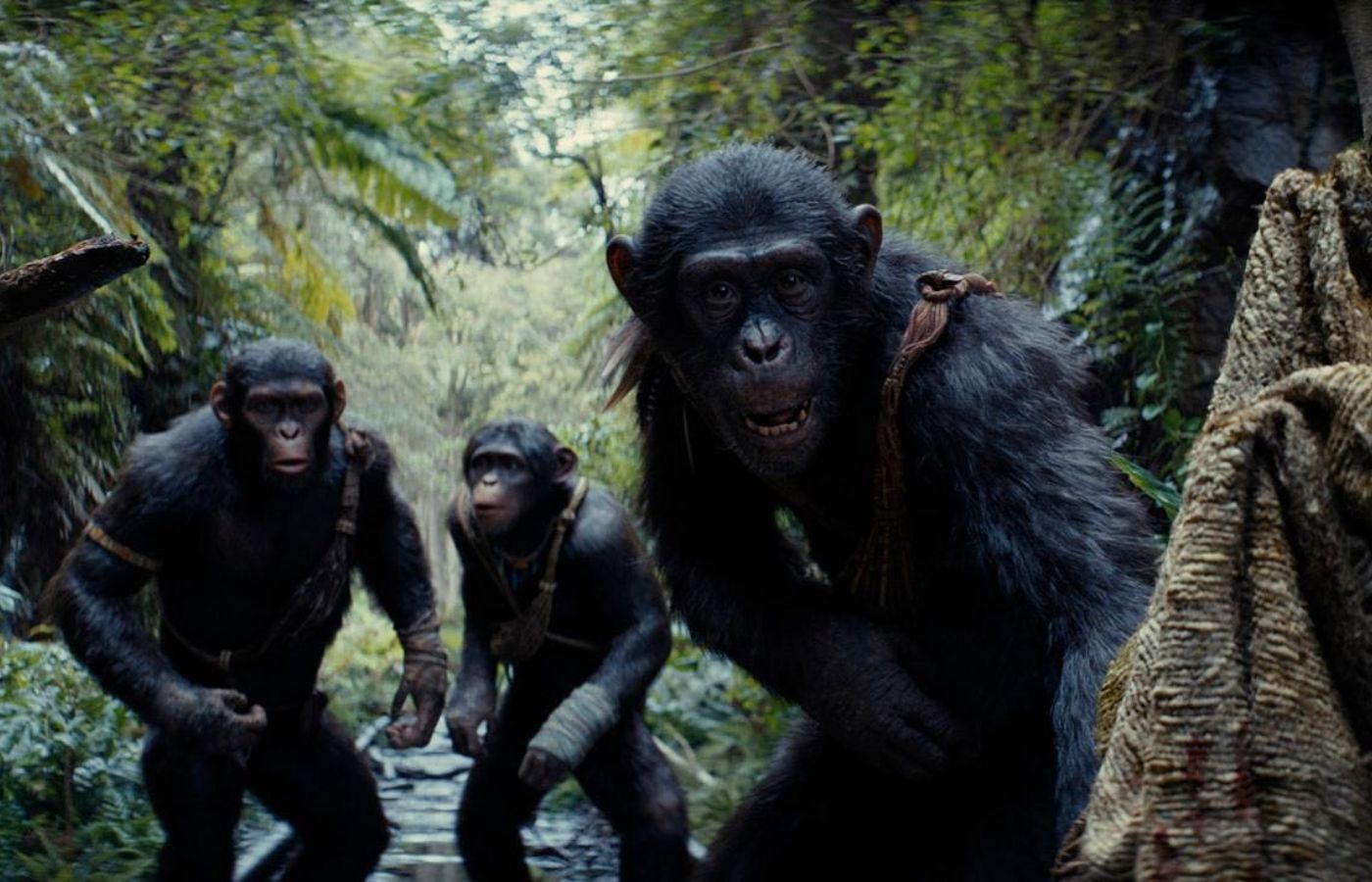 Planeta dos Macacos: O Reinado abre com alta aprovação no Rotten Tomatoes. Foto: Reprodução/20th Century.