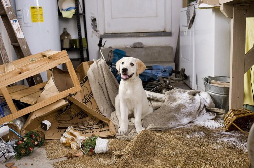 Marley, o cachorro de "Marley & Eu" (2008). Foto: Reprodução/20th Century Fox.