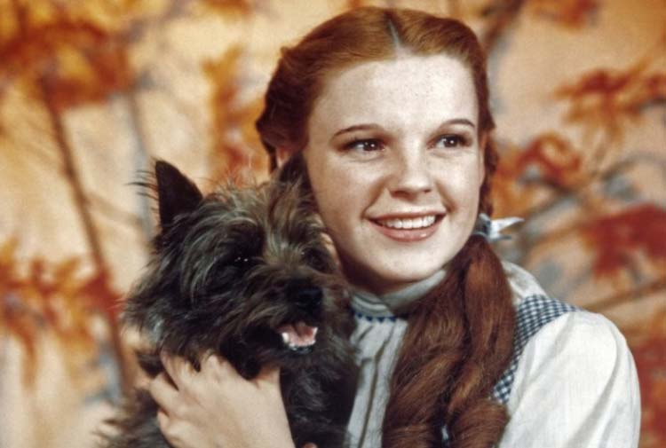 Judy Garland e o cachorro de "O Mágico de Oz" (1939). Foto: Reprodução/MGM.