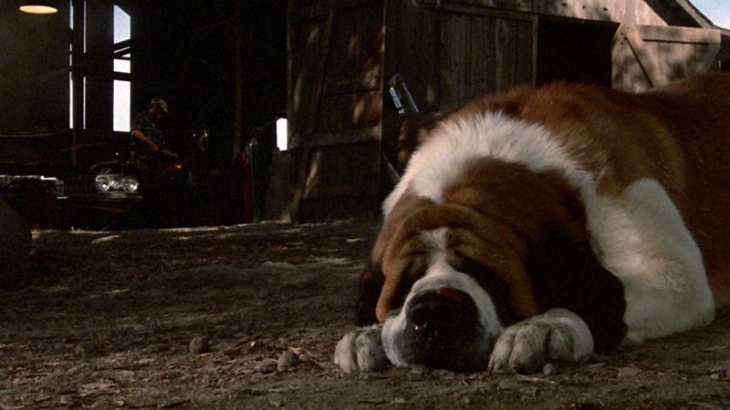 Os cachorros mais famosos do cinema: Cujo. Foto: Reprodução/MUBI.