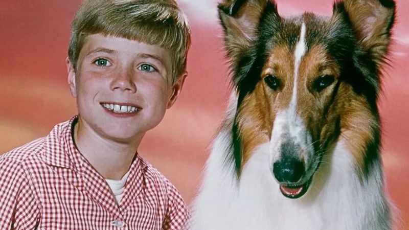 Os cachorros mais famosos do cinema: Lassie. Foto: Reprodução.