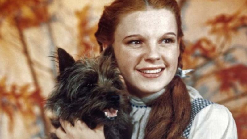 Os cachorros mais famosos do cinema: Totó, de O Mágico de Oz. Foto: Divulgação.